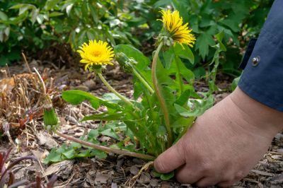 Weeds Rob Flower Beds of Nutrients and Water