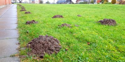 Rid Your Lawn of Unsightly Dirt Piles!