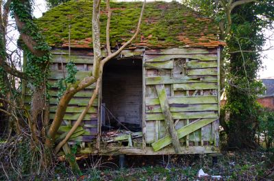 An Old Shed Can Harbor Unwanted Animals and Pests