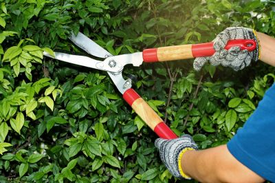 Shrub Pruning