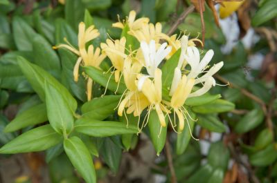 Honeysuckle Removal