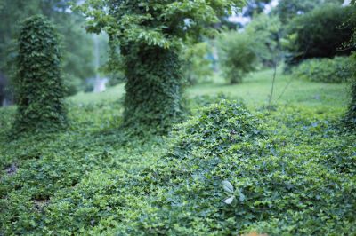 Remove Kudzu