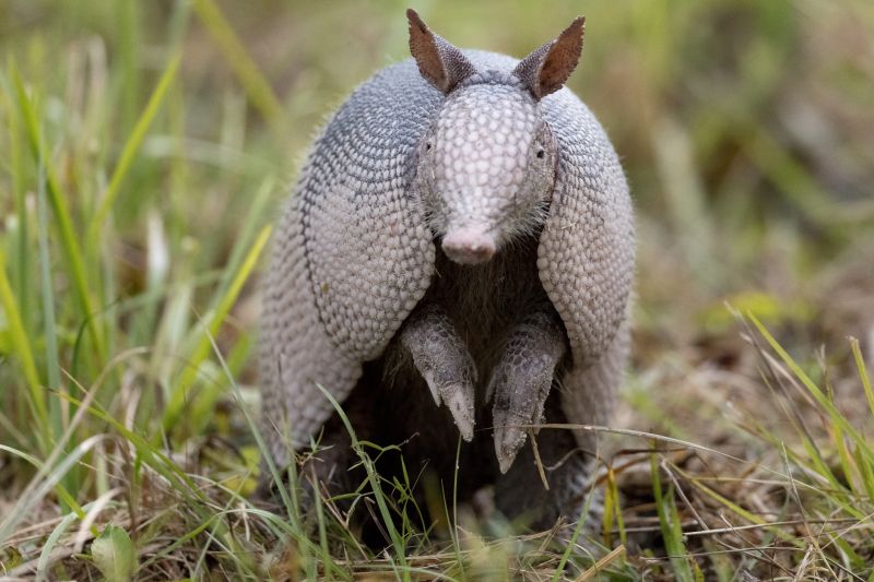 Armadillo Removal - San Antonio