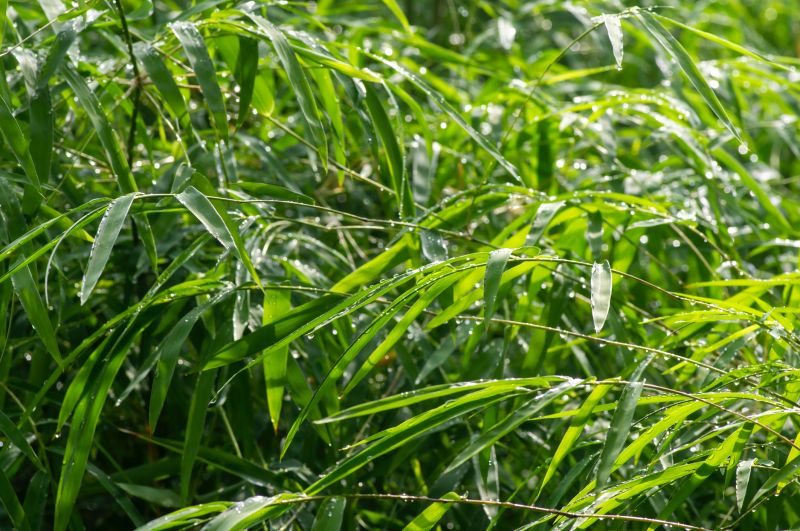 Bamboo Removal - San Antonio