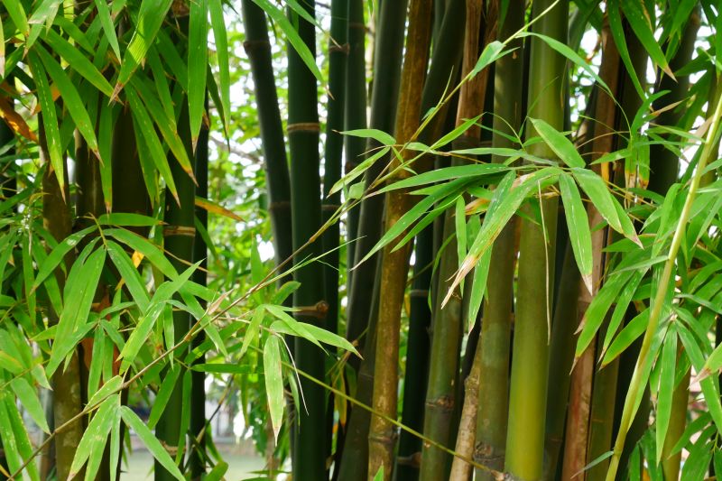 Bamboo Roots Removal - Wichita