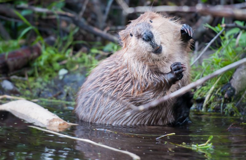 Beaver Control - Katy