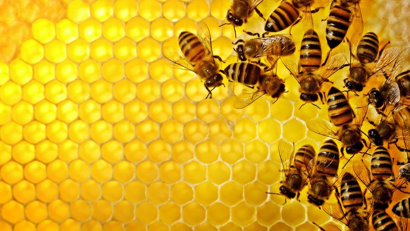 Bee Removal - Lubbock
