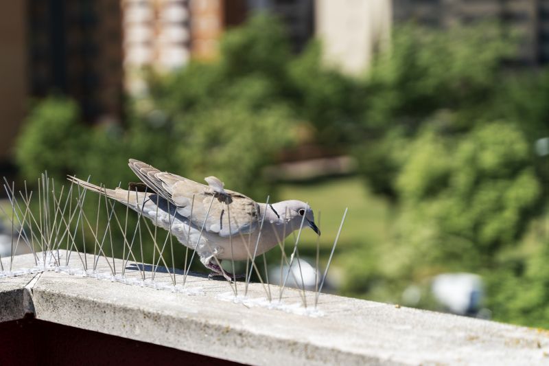 Bird Control Service - Wichita