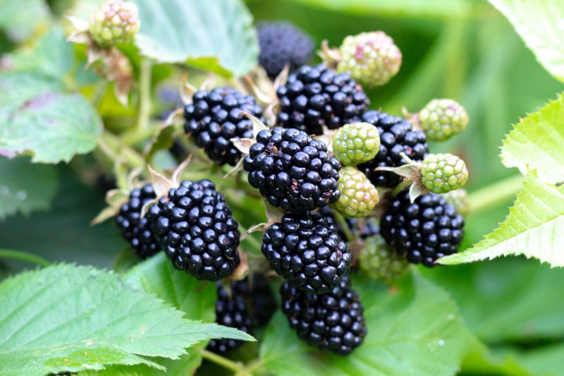 Blackberry Bush Removal - Frederick