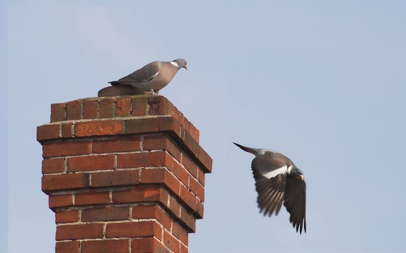 Chimney Bird Removal - San Diego