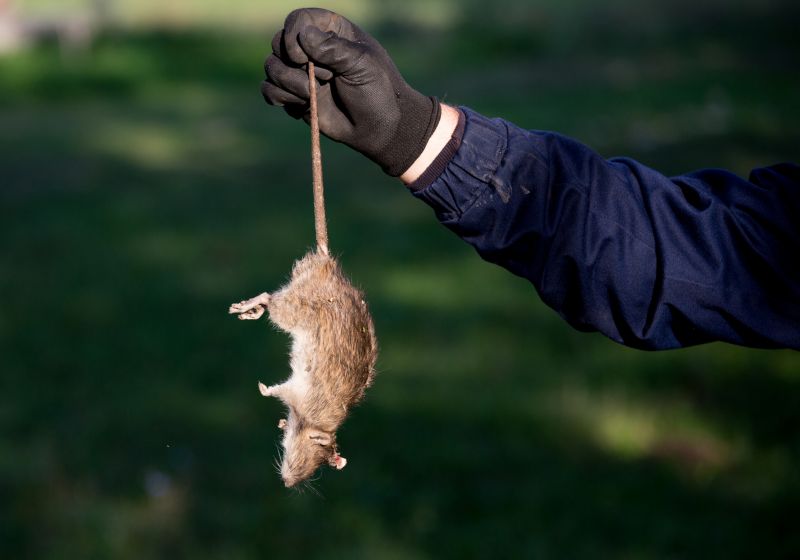 Dead Rodent Removal - Bradenton