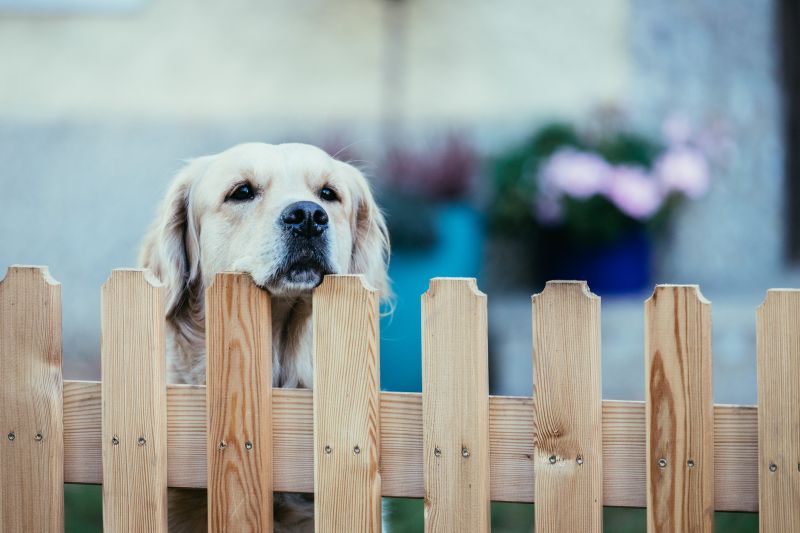 Dog Fence Repair - Olympia