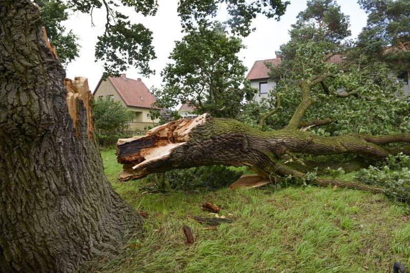 Fallen Tree Removal - Naples
