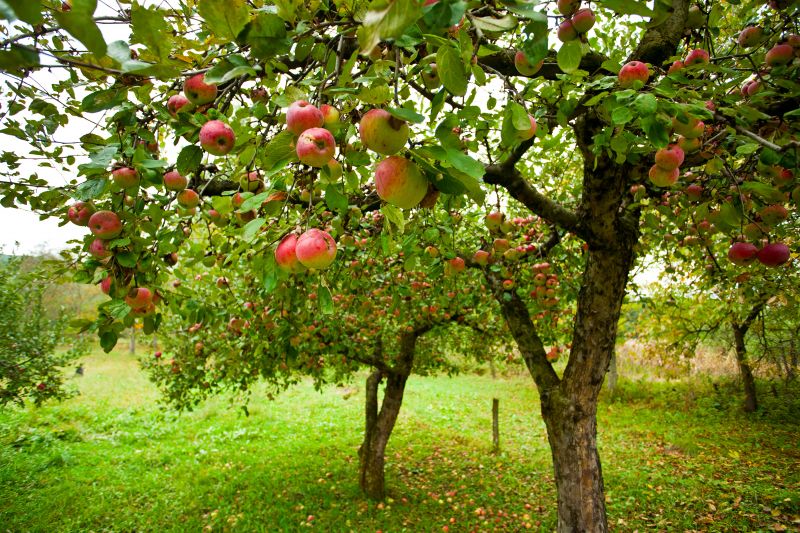 Fruit Tree Pruning - Anchorage