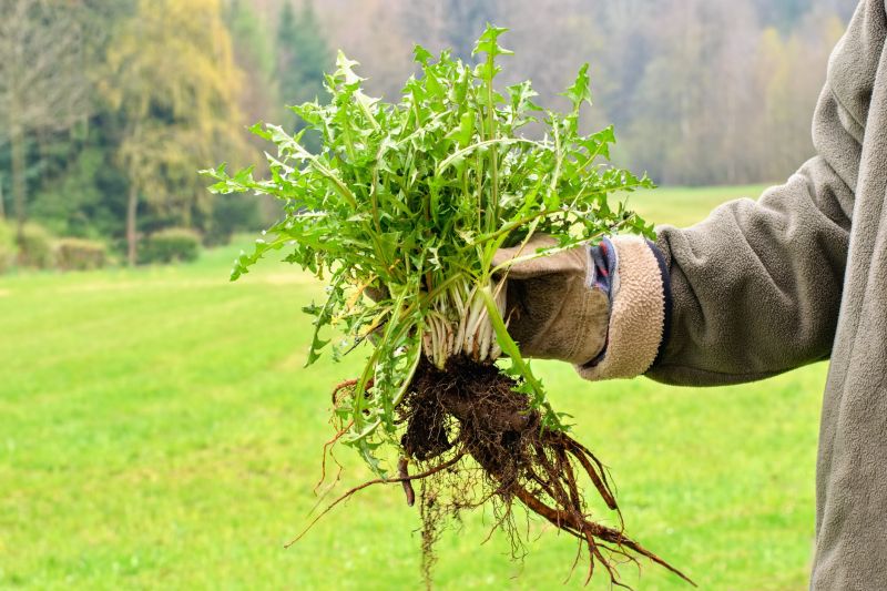 Garden Weed Pulling - Cincinnati