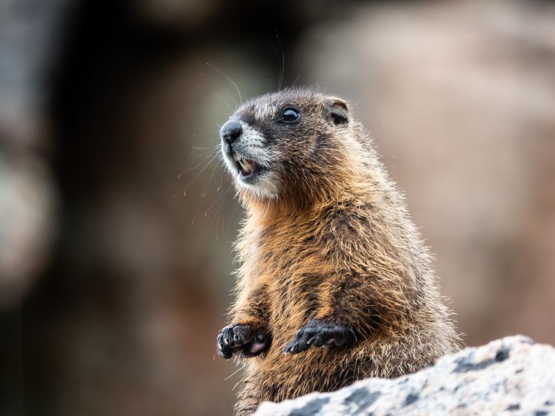 Groundhog Removal - Pittsburgh