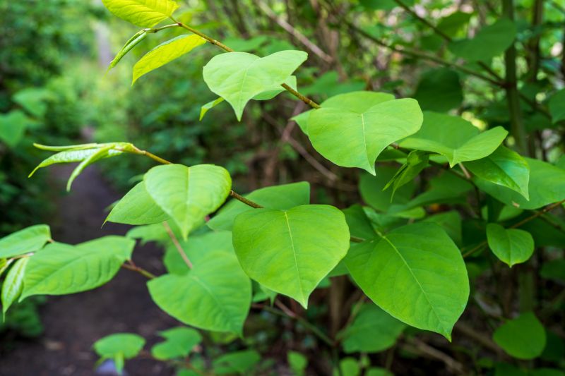 Invasive Plant Removal - Longmont