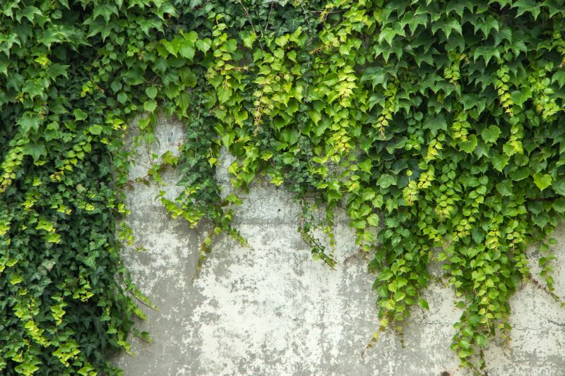Ivy Removal - Phoenix