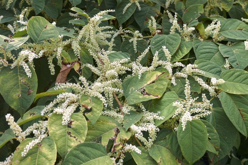 Knotweed Removal - San Diego