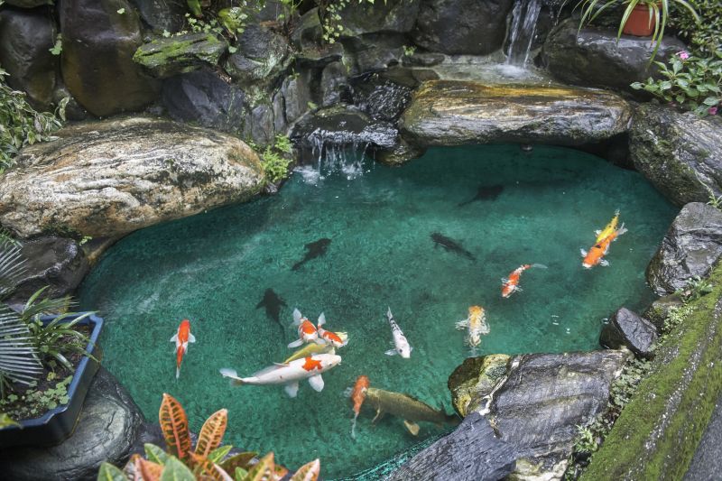Koi Pond Maintenance - Anchorage