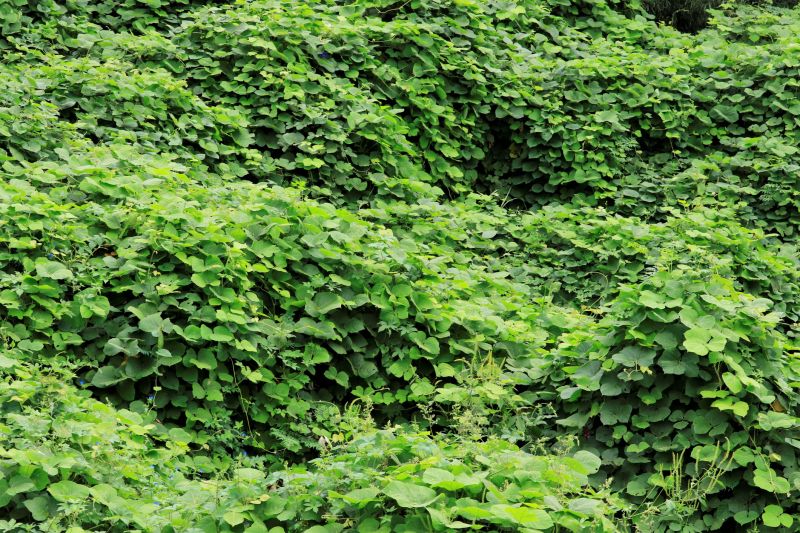 Kudzu Removal - Los Angeles