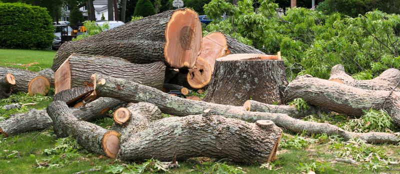 Large Tree Removal - Albuquerque