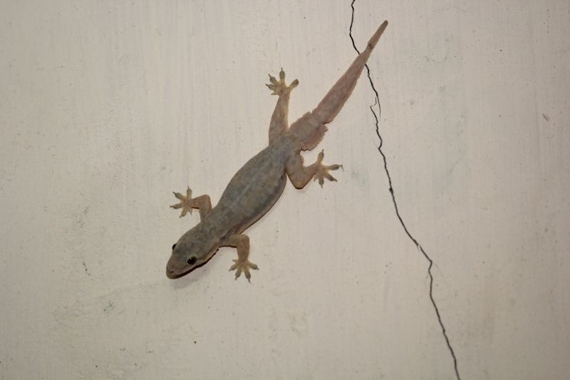 Lizard Extermination - Billings