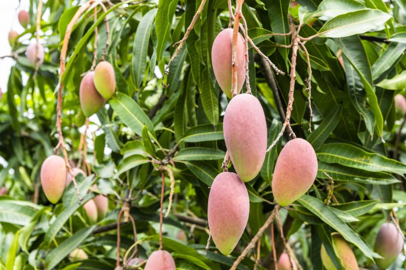 Mango Tree Pruning - Oklahoma City