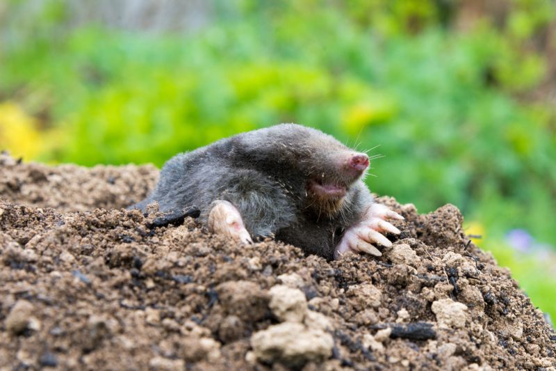 Mole Control Service - Philadelphia