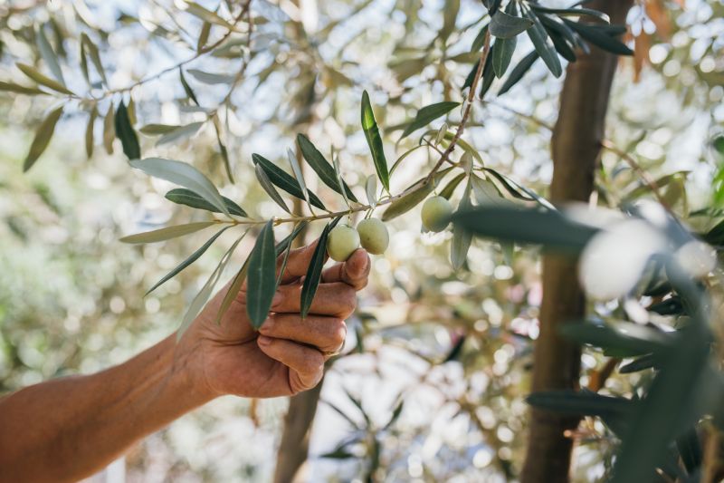 Olive Tree Maintenance - Boise