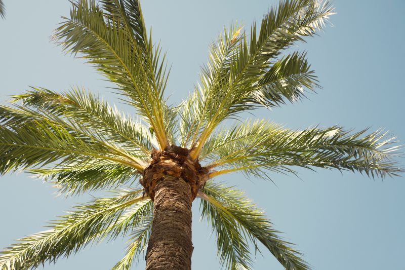 Palm Tree Removal - Ocala