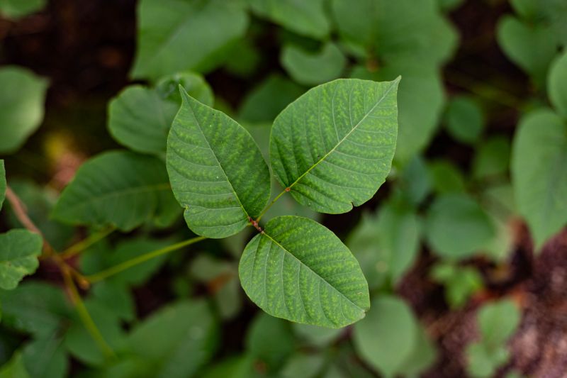 Poison Ivy Removal - Los Angeles