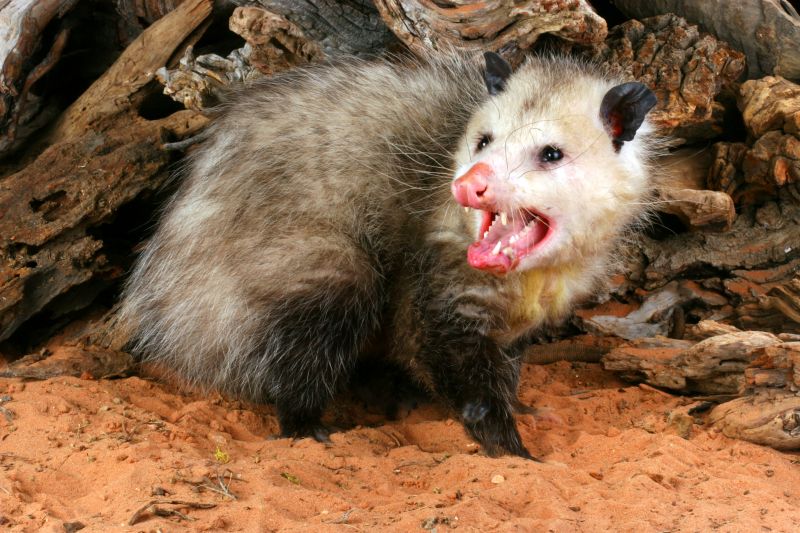 Possum Removal - Tampa