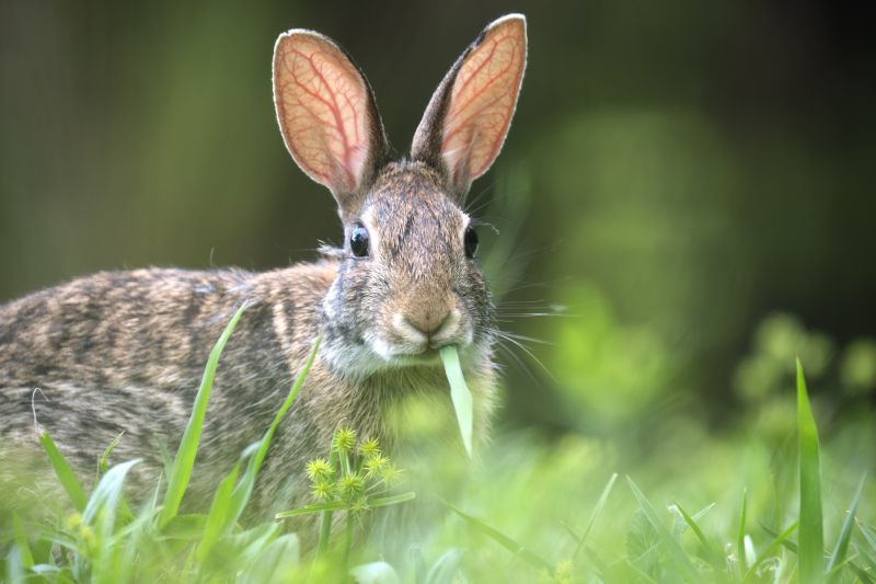 Rabbit Removal Service - Grand Rapids