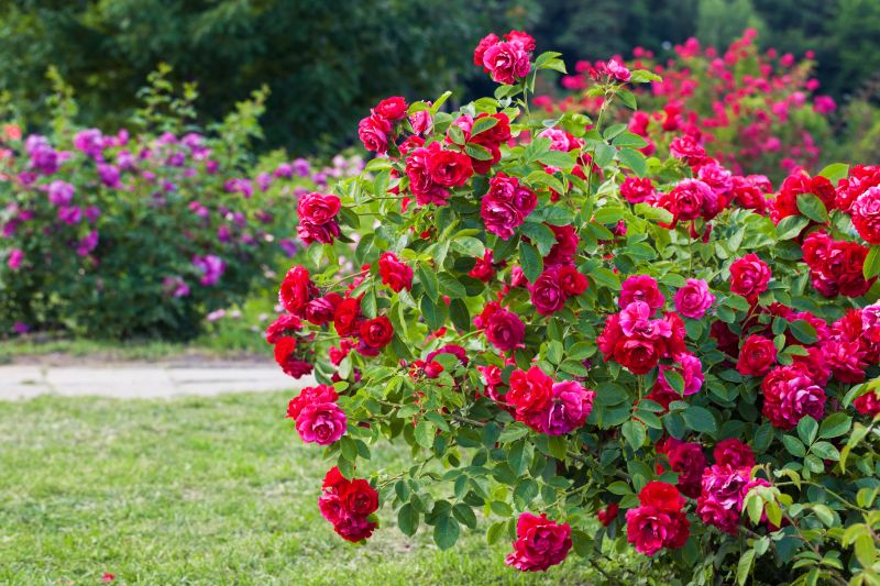 Rose Bush Pruning - San Jose