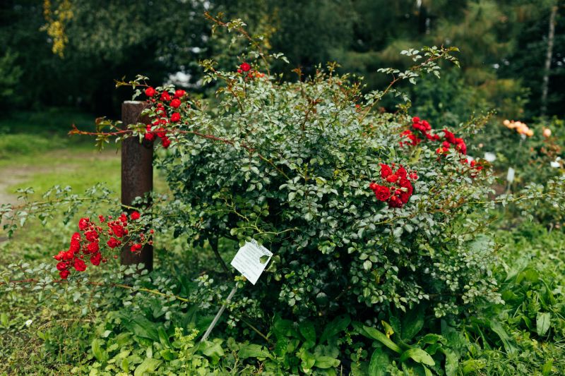 Rose Bush Removal - Anchorage