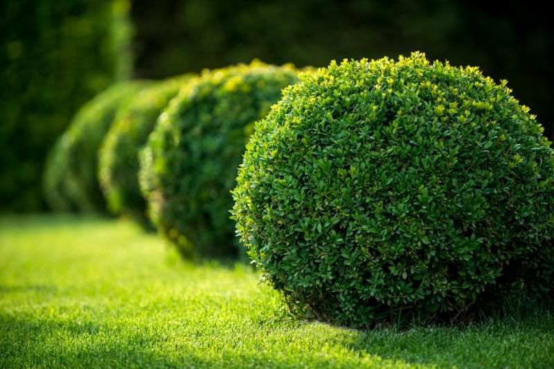 Shrub Removal - Lubbock