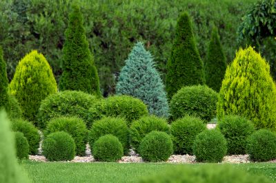 Shrub Replacement - Virginia Beach