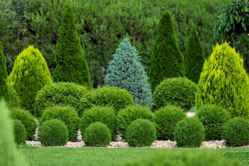 Shrub Trimming - Baton Rouge