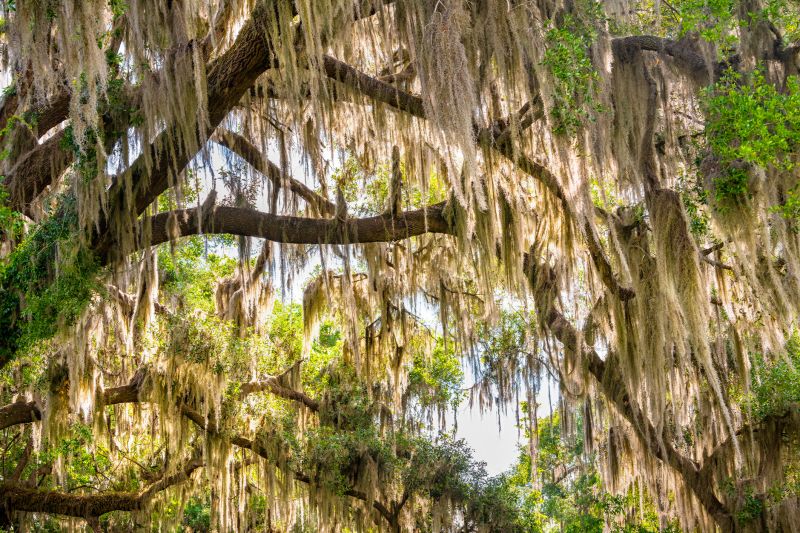 Spanish Moss Removal - Los Angeles