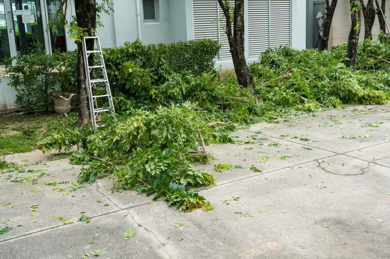 Tree And Shrub Removal in Austin