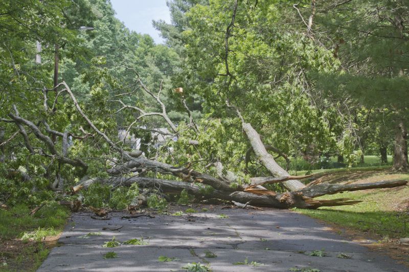 Tree Debris Removal in Nashville