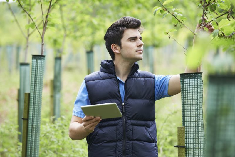 Tree Diagnosis Service - Spokane