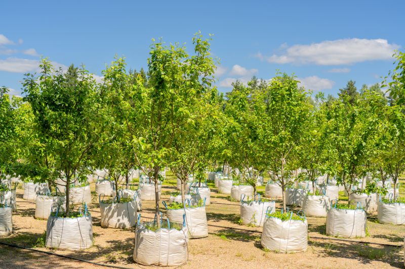 Tree Planting Service - Lubbock