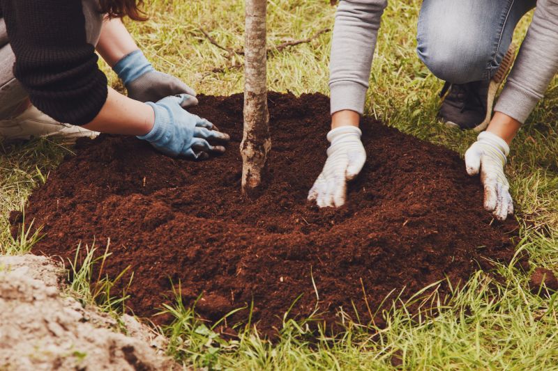 Tree Relocation - Pensacola