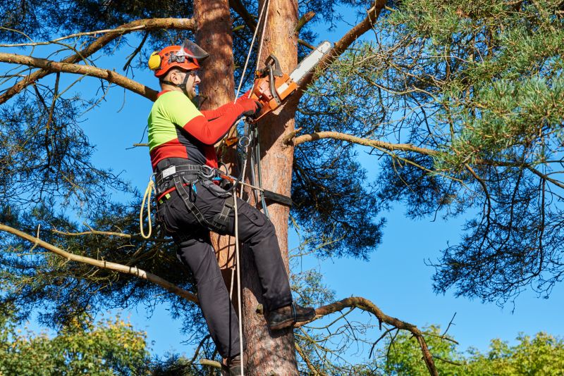 Tree Service - Oklahoma City