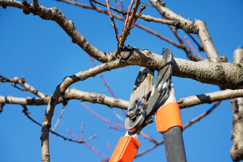 Tree Trimming - Charlotte