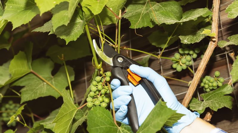 Vine Removal - Virginia Beach