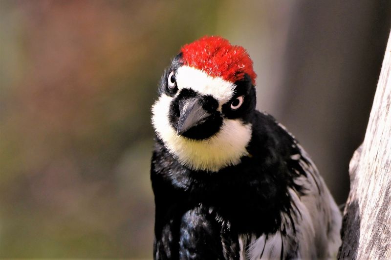 Woodpecker Damage Repair in Wichita
