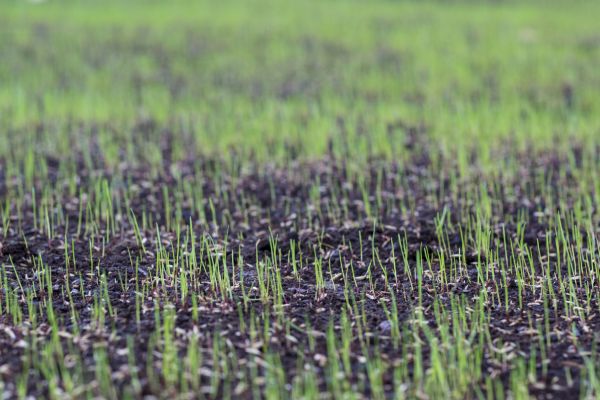Lawn Seeding